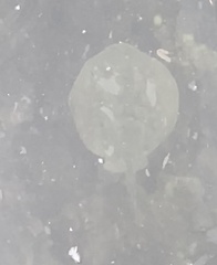Urobatis halleri