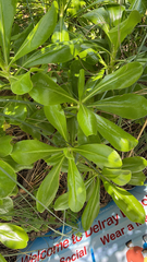 Scaevola taccada