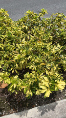 Heptapleurum arboricola