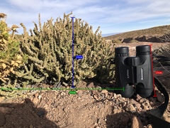 Junellia seriphioides