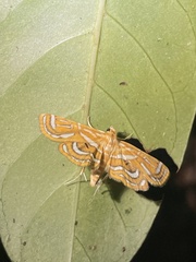 Cymoriza