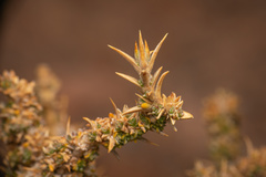 Junellia seriphioides