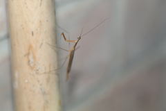 Bistanta mexicana