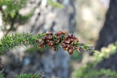 Colletia ulicina