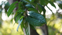 Sterculia lanceolata