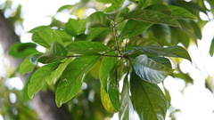 Sterculia lanceolata