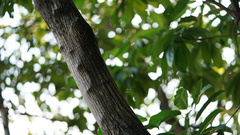 Sterculia lanceolata