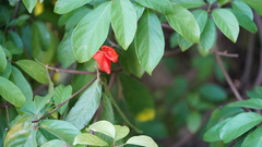 Sterculia lanceolata