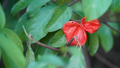 Sterculia lanceolata