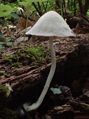 Psathyrella