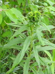 Rhopalomyia capitata