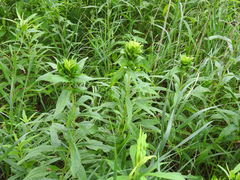 Rhopalomyia capitata