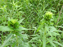 Rhopalomyia capitata
