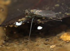 Hydrophorinae