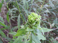 Rhopalomyia capitata