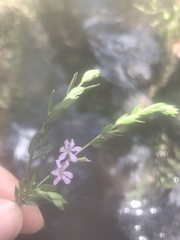 Lythrum alatum image