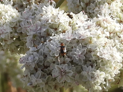 Collops quadrimaculatus