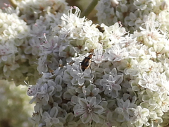 Collops quadrimaculatus