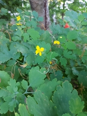 Chelidonium majus