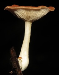 Leucopaxillus gracillimus