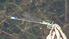 Ischnura denticollis