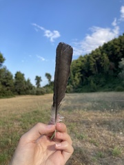 Garrulus glandarius graecus