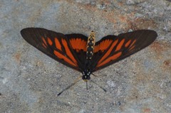 Acraea orinata