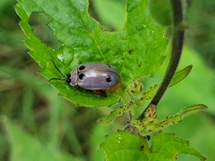 Alagoasa bipunctata