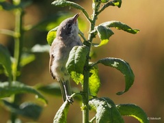 Curruca curruca