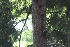 Dendrocopos major