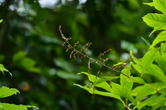 Meliosma callicarpifolia