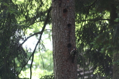 Dendrocopos major