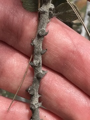 Ceanothus verrucosus