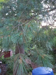 Pinus sibirica