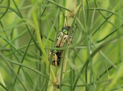 Leptinotarsa lineolata