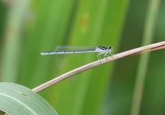 Enallagma durum