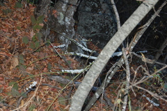 Francoa appendiculata