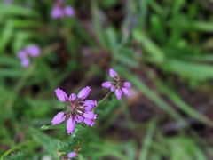 Erica cinerea