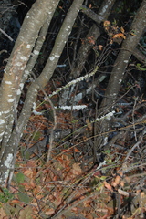 Francoa appendiculata