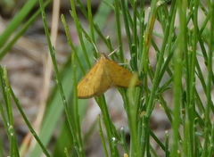 Mecyna auralis