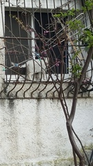 Felis catus
