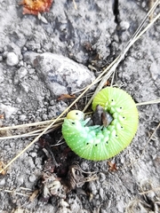Cimbex femoratus