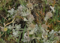 Marrubium supinum