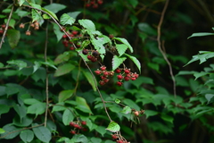 Rubus kawakamii