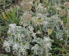 Marrubium supinum