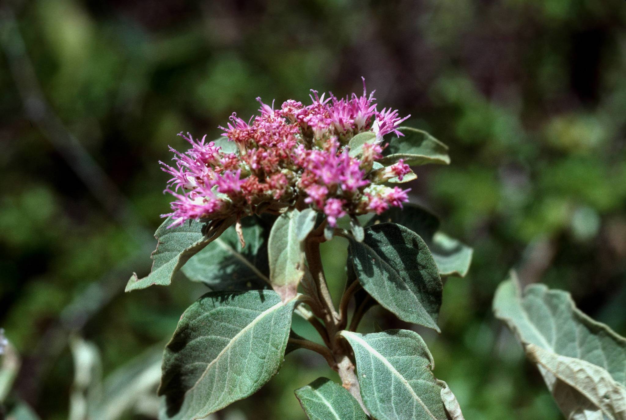 Piptocoma antillana