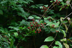 Rubus kawakamii