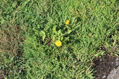 Taraxacum officinale