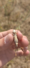 Platycleis affinis affinis