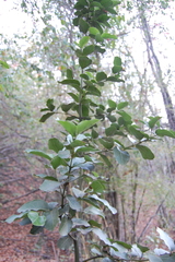 Beilschmiedia berteroana